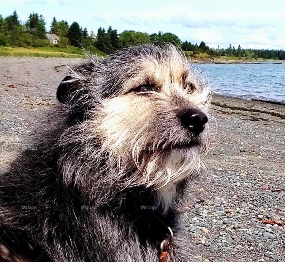 Oscar on the beach in Maine