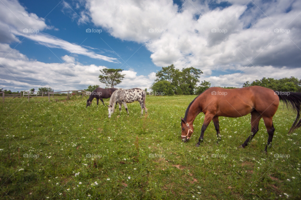 pennsylvania farmland horses grass by stockelements
