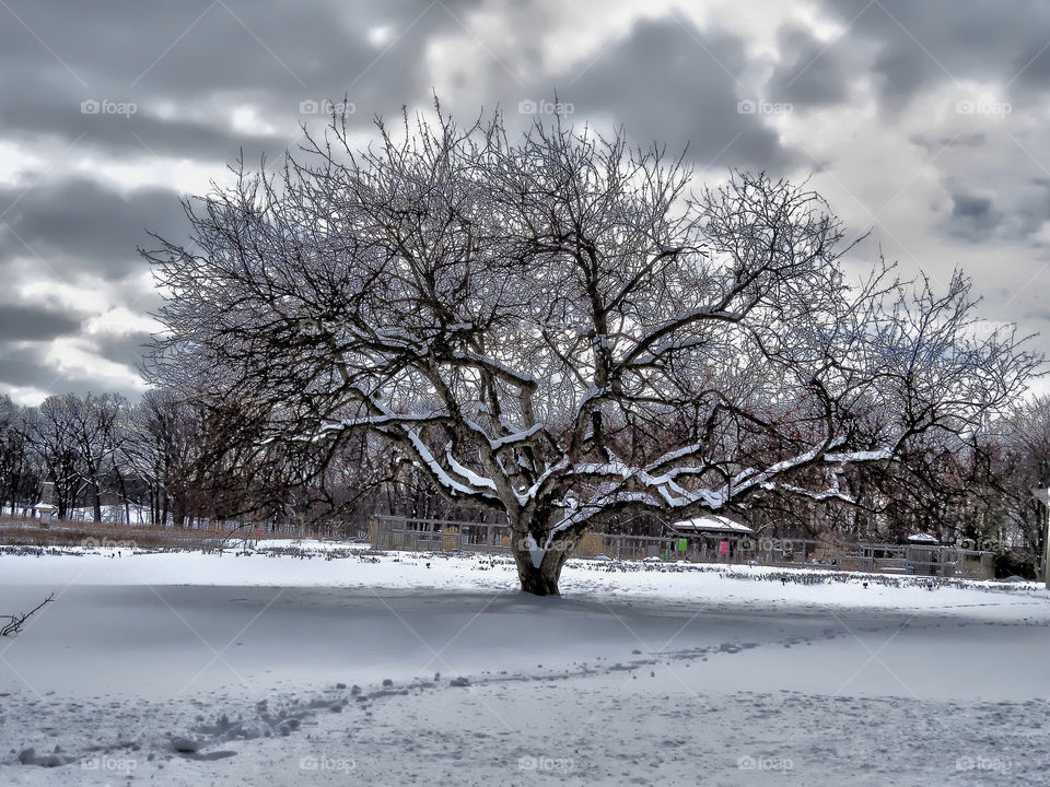 Tree in Snow