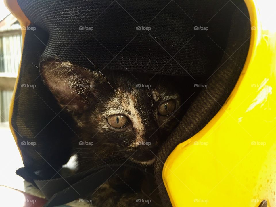 Some angels don’t have wings, sometimes they have whiskers.