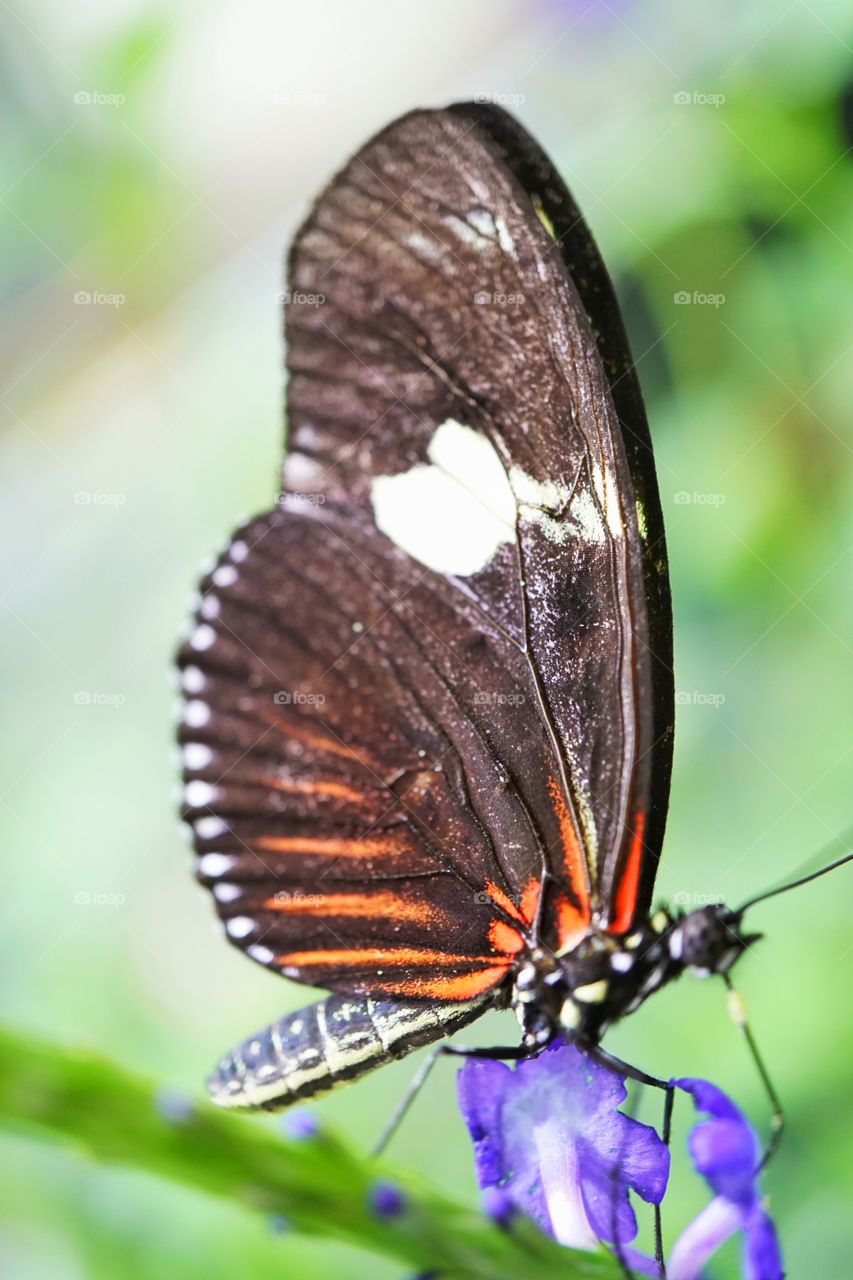 Sapho Longwing Butterfly