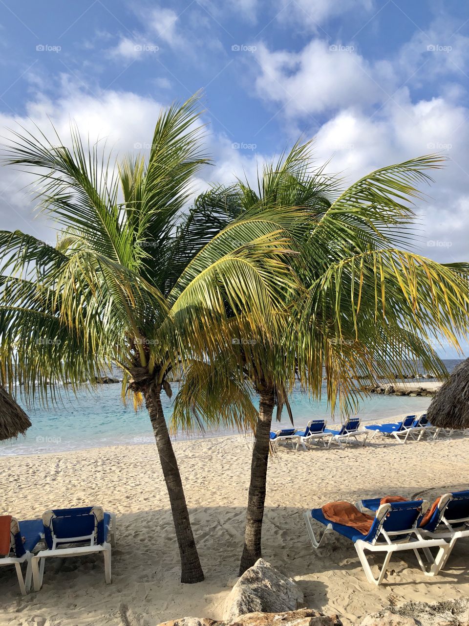 Twin palm trees on a beach in Caribbean 