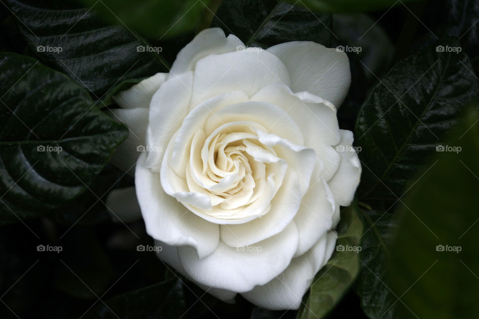 gardenia