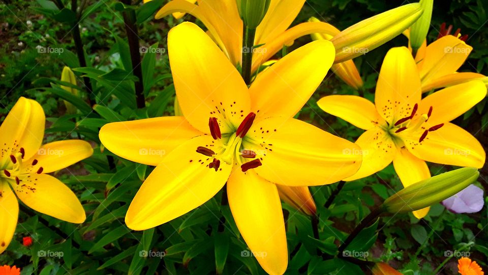 Lily flower