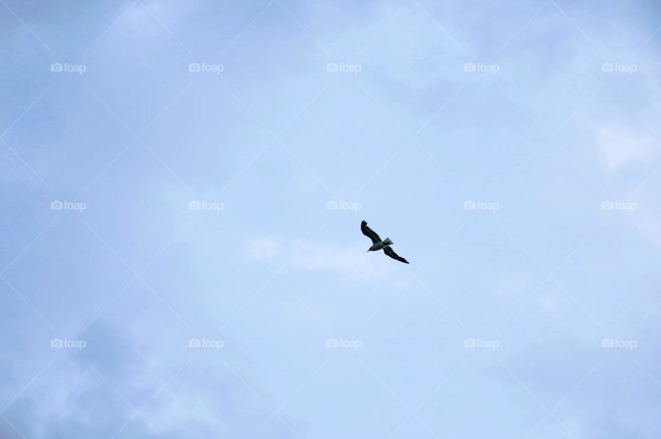 Bird flying 