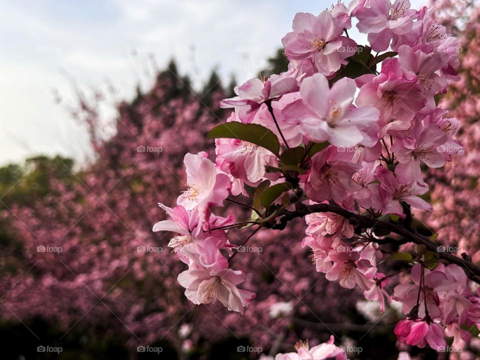 Beautiful blooming apple trees in the park