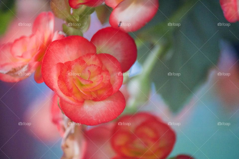 Closeup of a flower