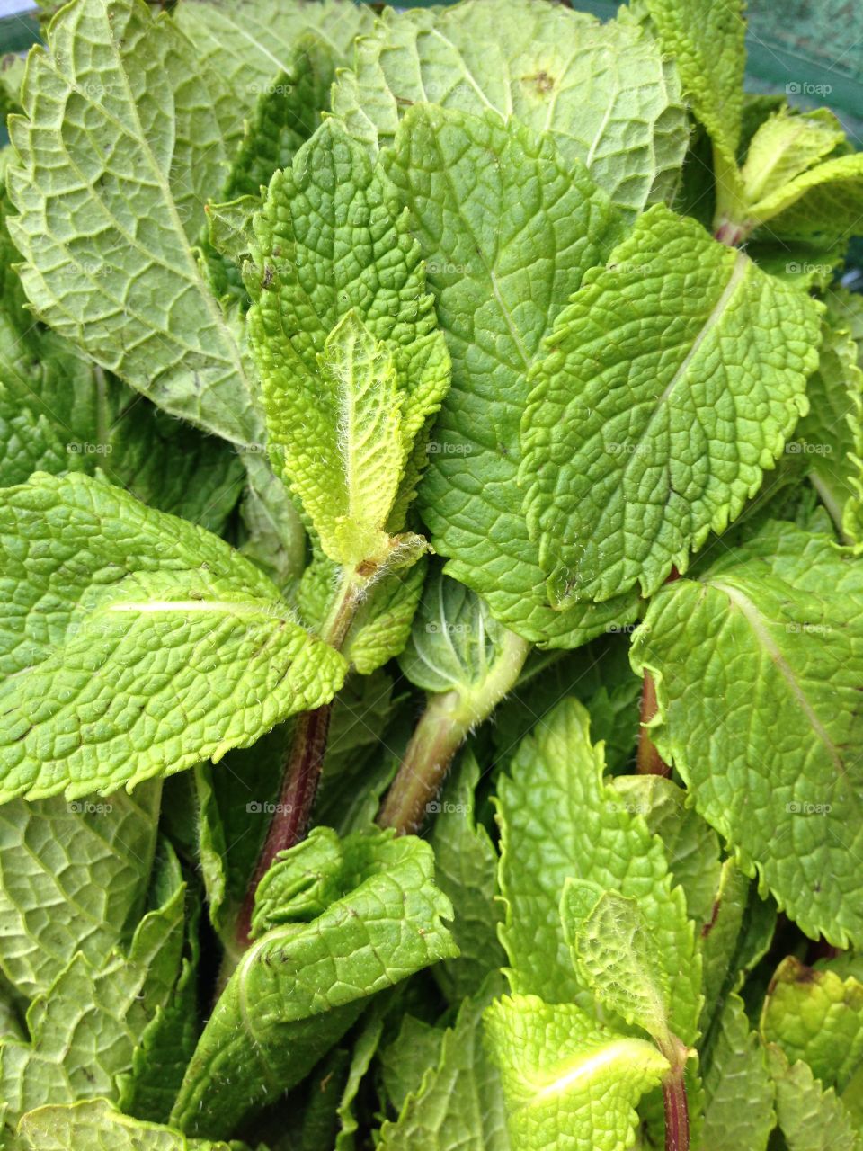 A peppermint in the garden.

