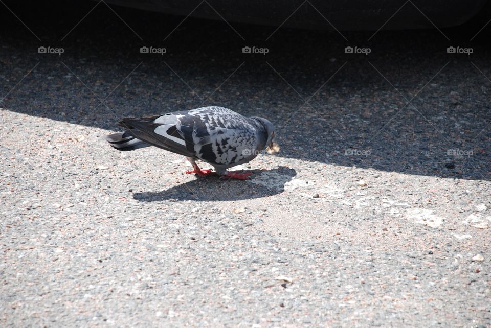 Pigeon