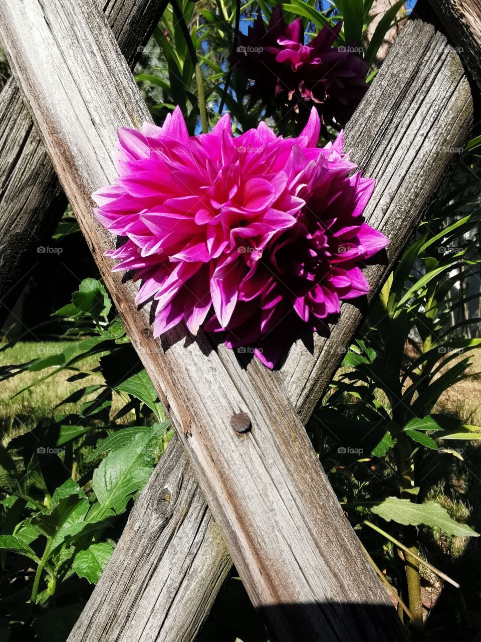 Dahlien im Jägerzaun