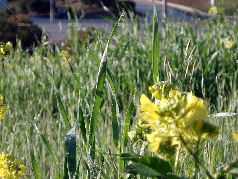 Blades of grass stole the show from the joyful flowers.