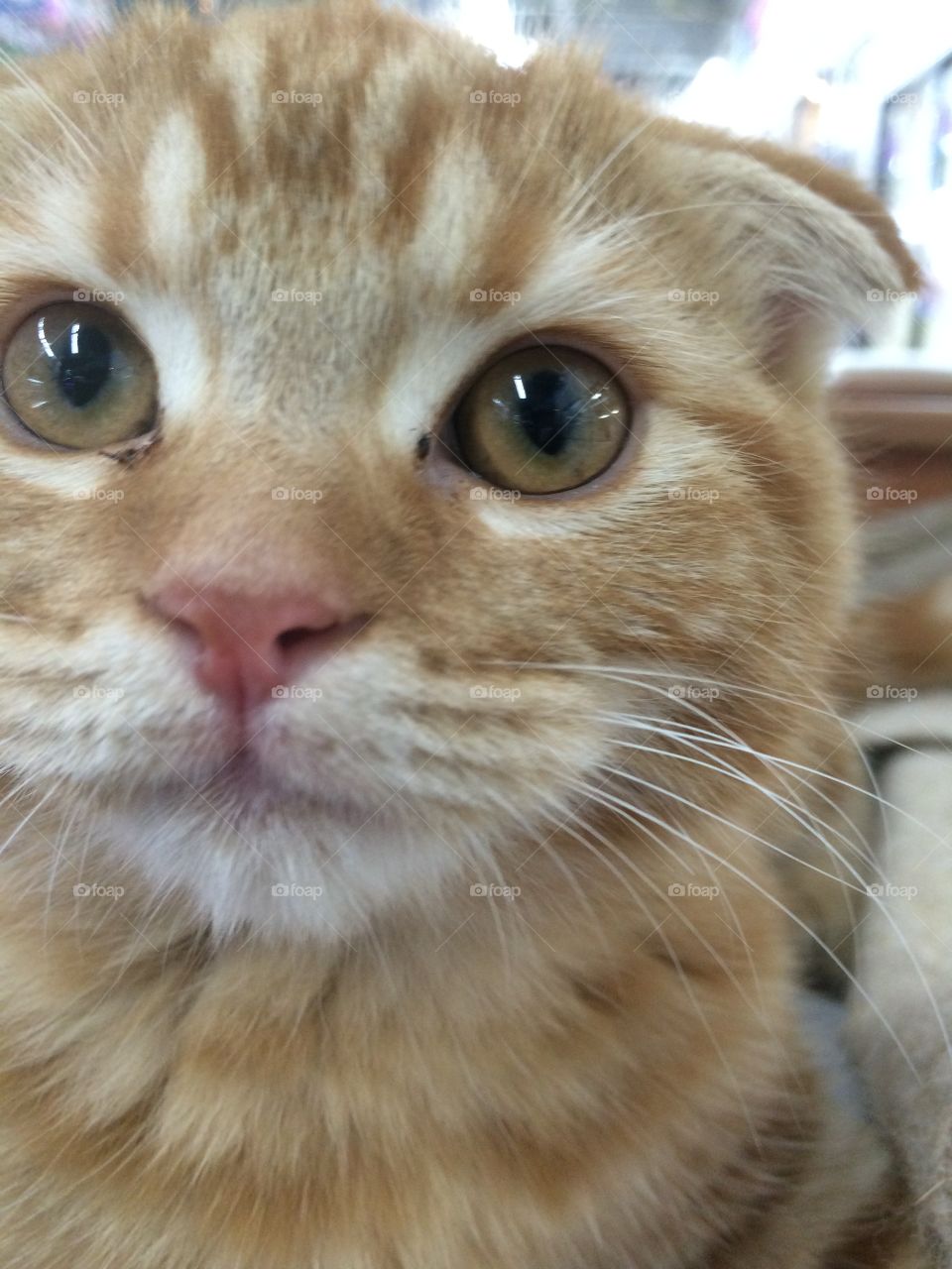 Scottish fold cat is looking at the camera. 