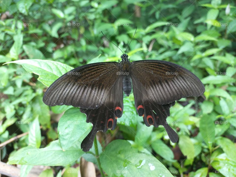 Papilio helenus is a butterfly from the Papilionidae family. It has broad wings and tends to have a dark metallic color that changes color when exposed to sunlight.