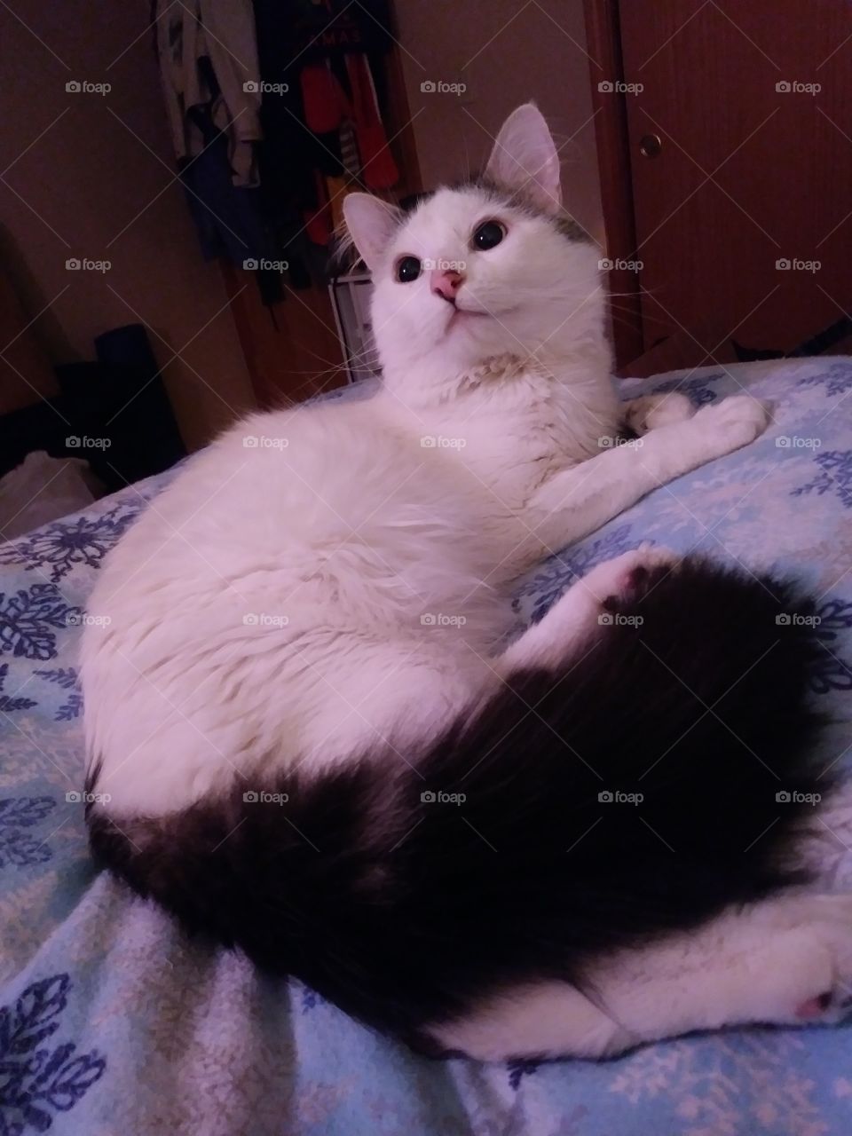 A handsome white cat named Cloud relaxing on a bed