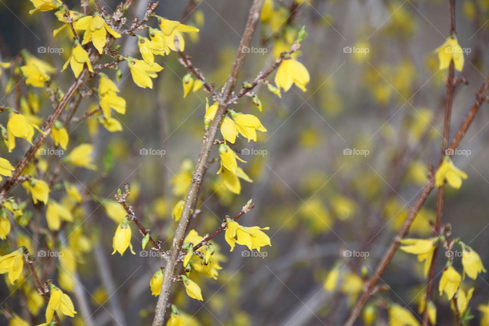 Forsythia blooming at outdoors