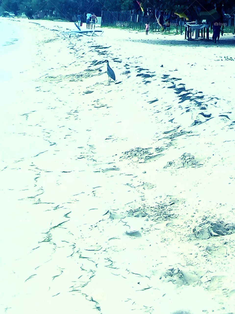 the sound of the ocean is do very cam even the  animal come to take a break from the wile