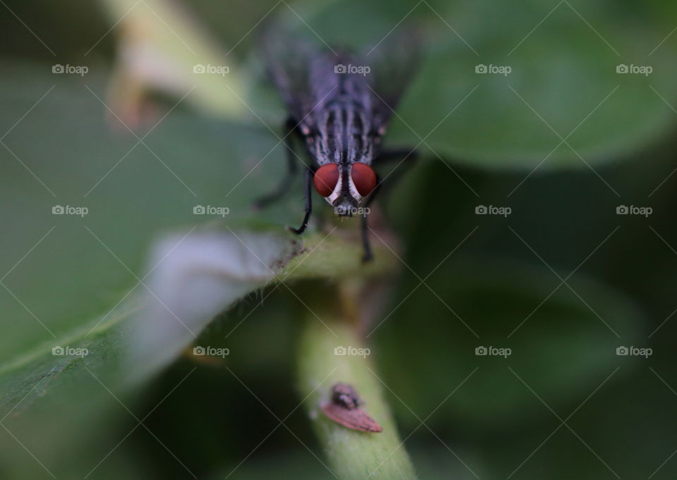 Fly On Leaf
