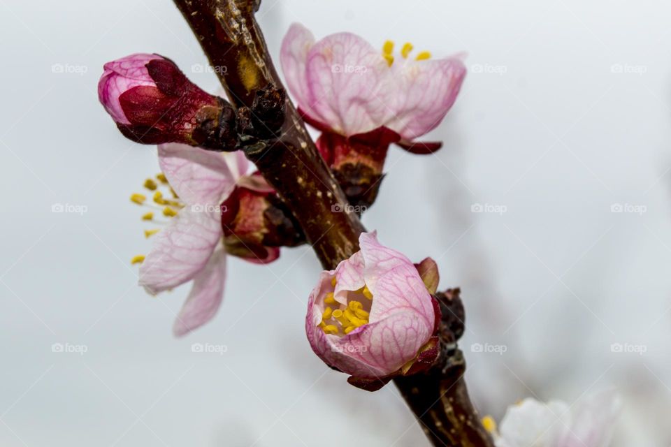 Branch of blossoming apricot.