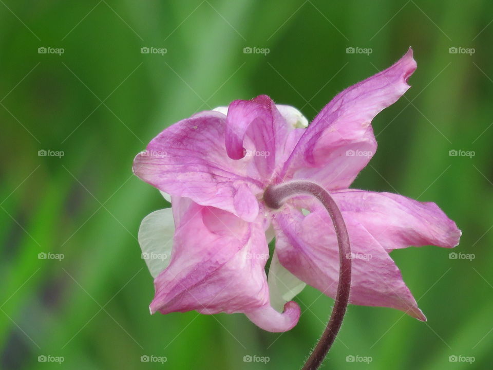 pink flower aquilegia Ranunculaceae