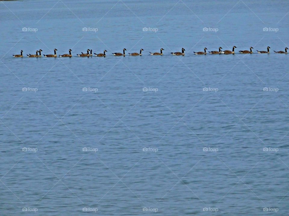 Multiverse. - 18 Geese swim in a straight line following each other down the bay. Having all of one's metaphorical geese in a row would be just as efficient and logical as swimming in such an organized formation.