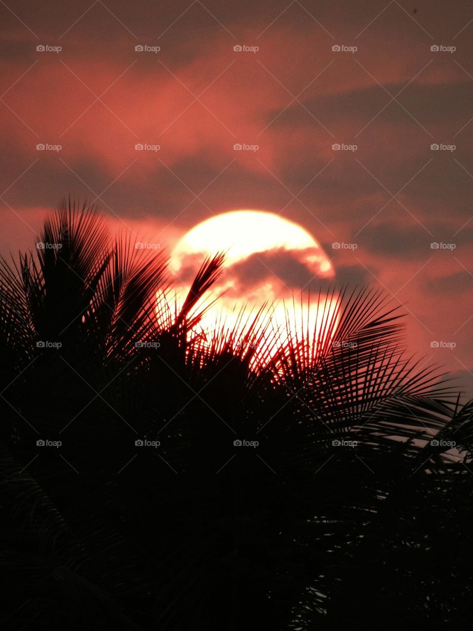 Trees against cloudy sky during sunset