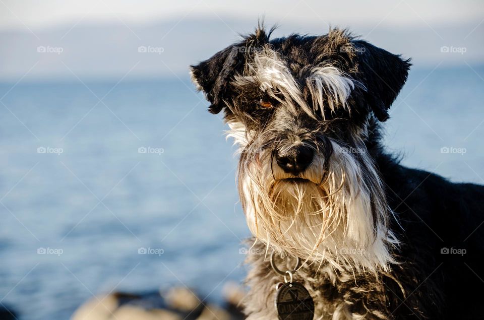 Dog looking at the camera 