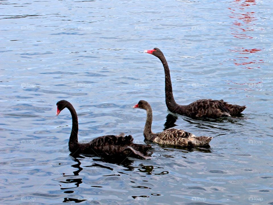 Black Swans.