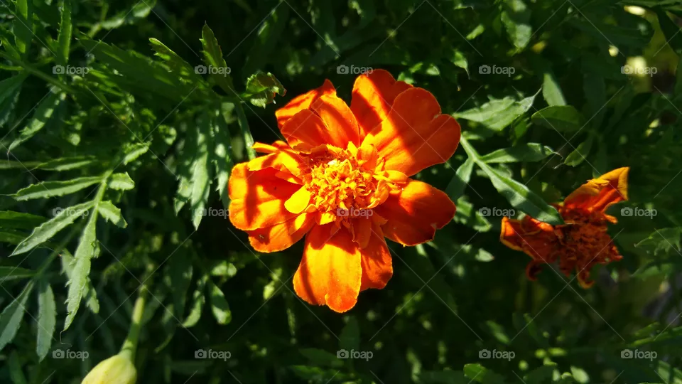 Flower