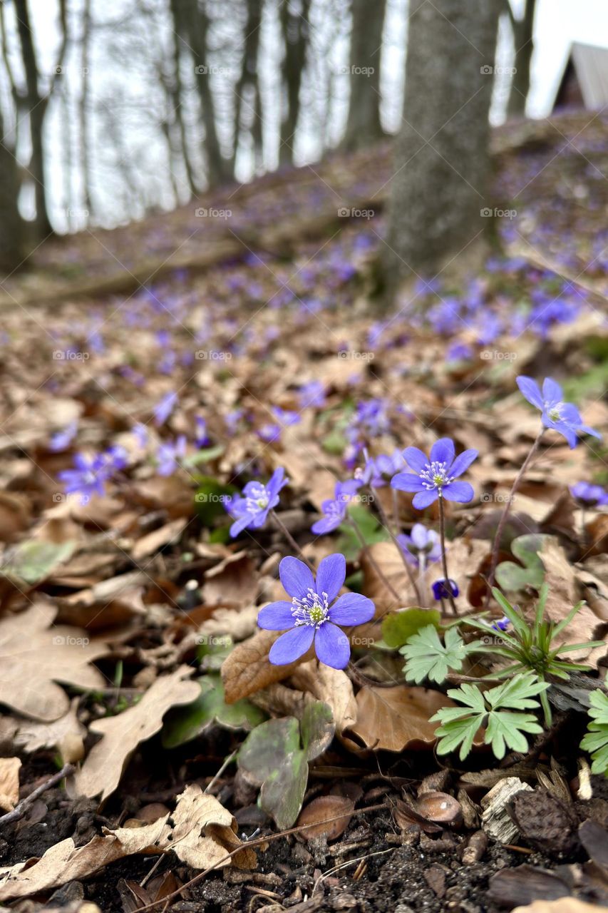 Closeup of blue anemone hepatica wildflower field in the forest, an early sign of spring