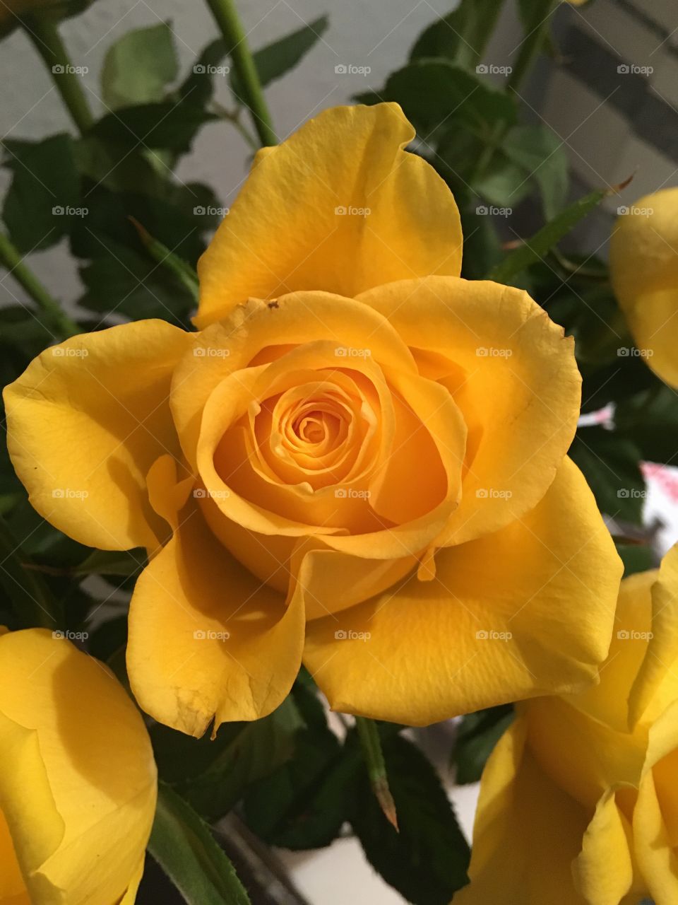 Yellow rose 