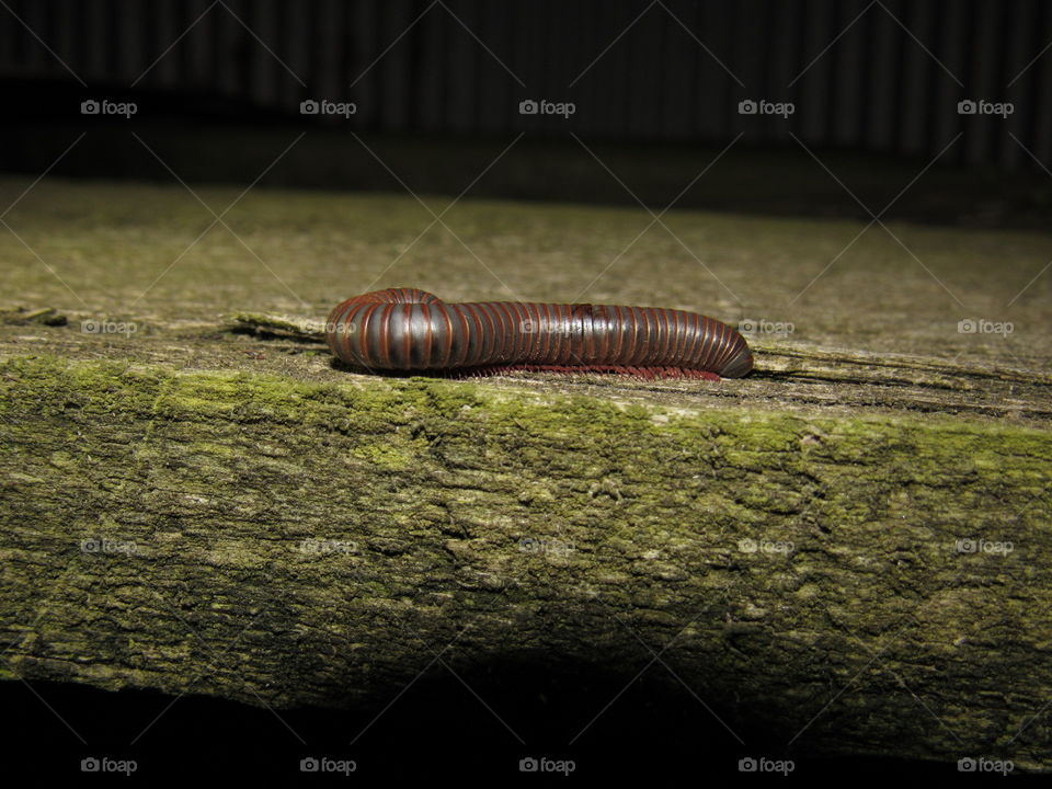 Millipede 