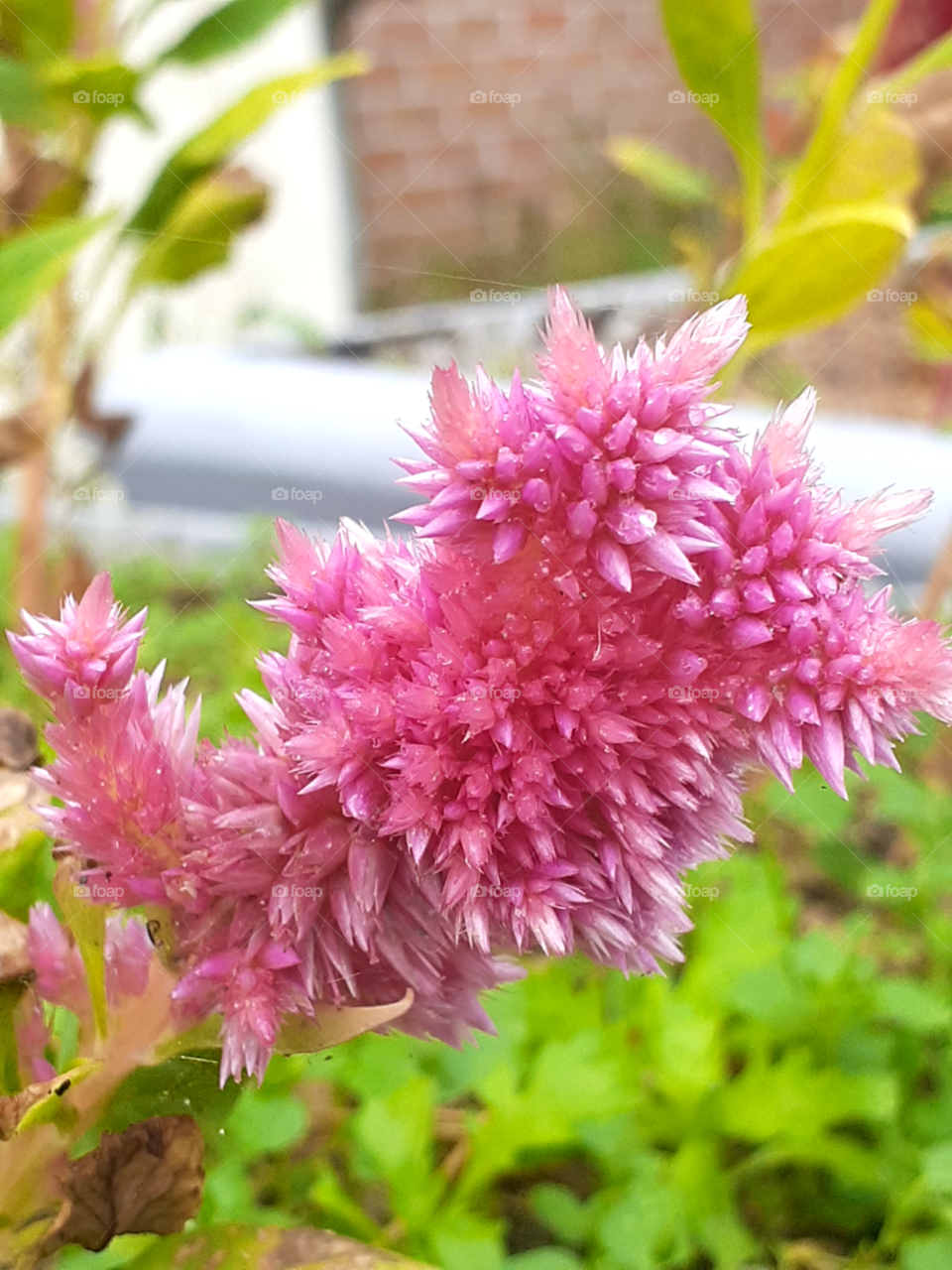 portrait of a pink flower