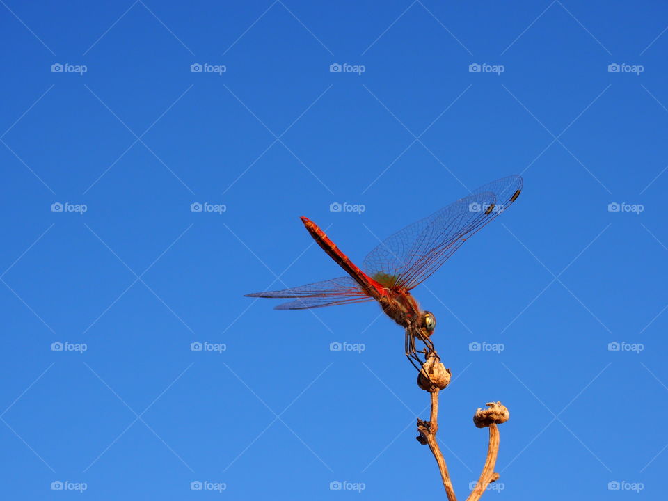 Dragonfly on bud