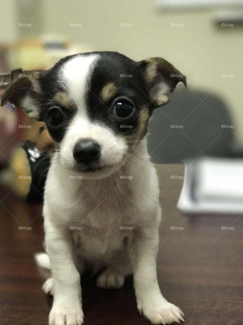 Chihuahua puppy 