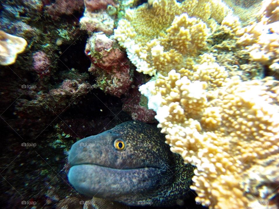 Hiding Eel