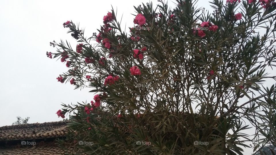 a beautiful sceane of flower's plant in the evening time.
