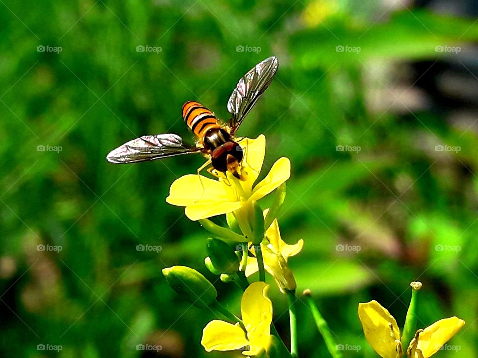 A bee collecting pollen