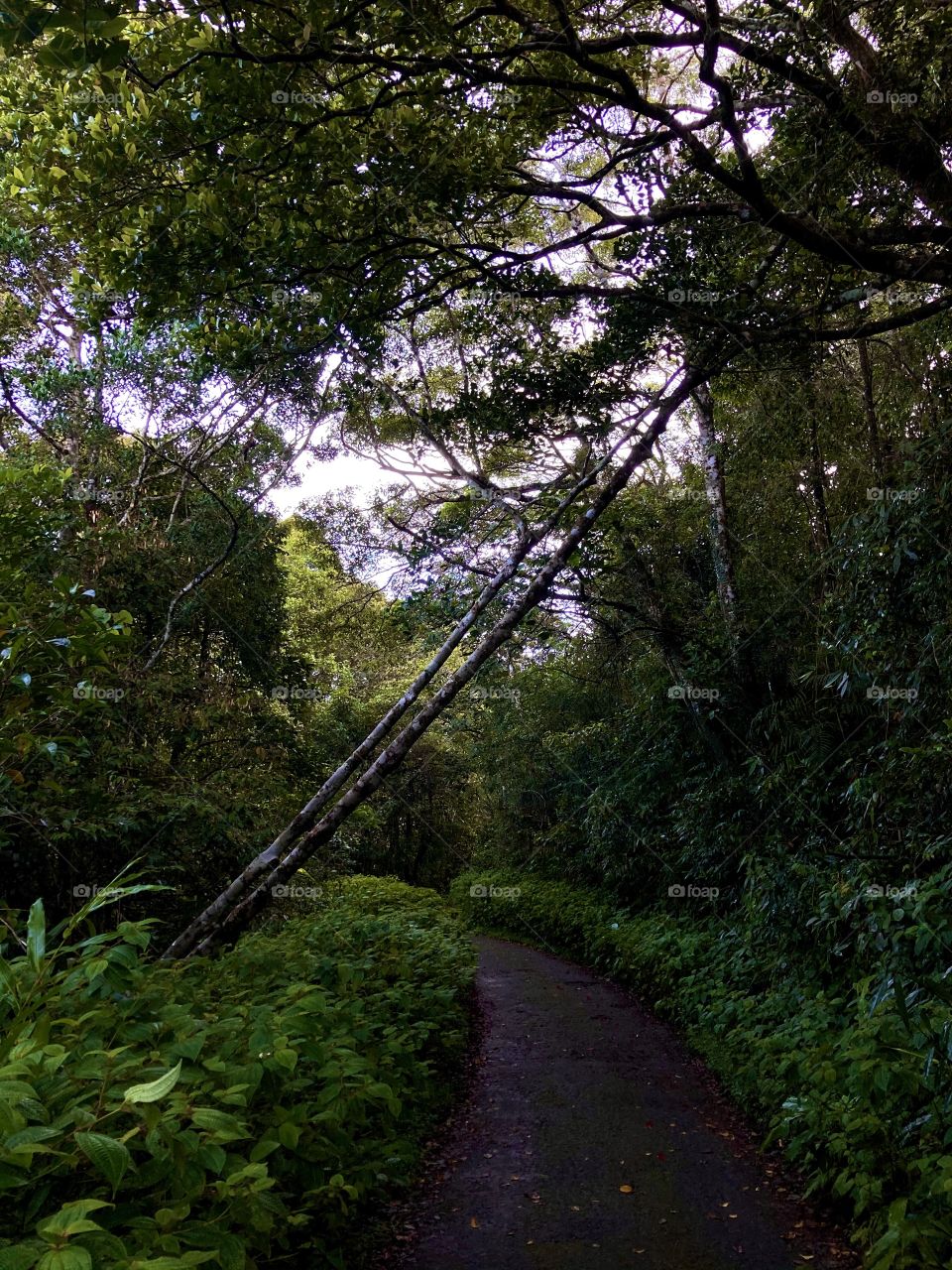 Jungle Path