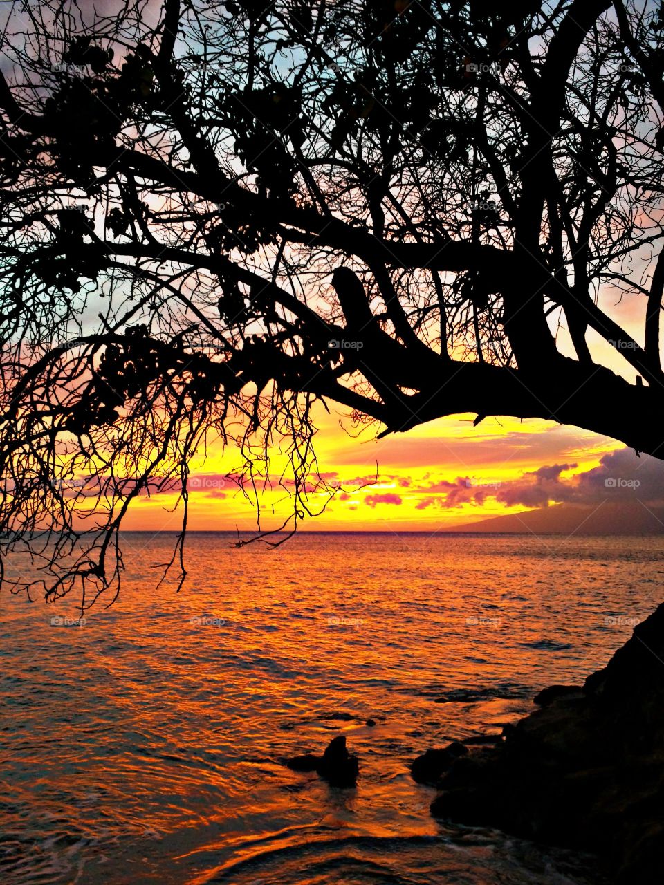 Silhouette of tree branches at sea during sunset