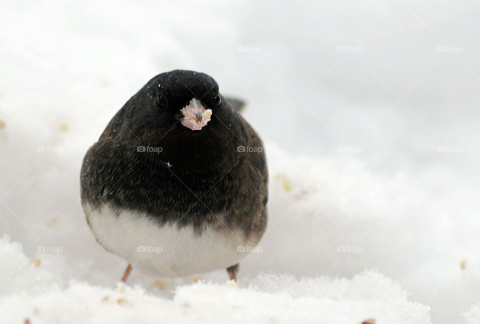 Close-up of a bird on ice