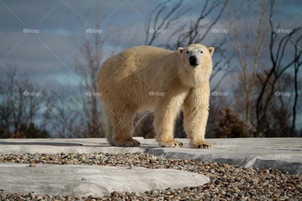 Polar Bear