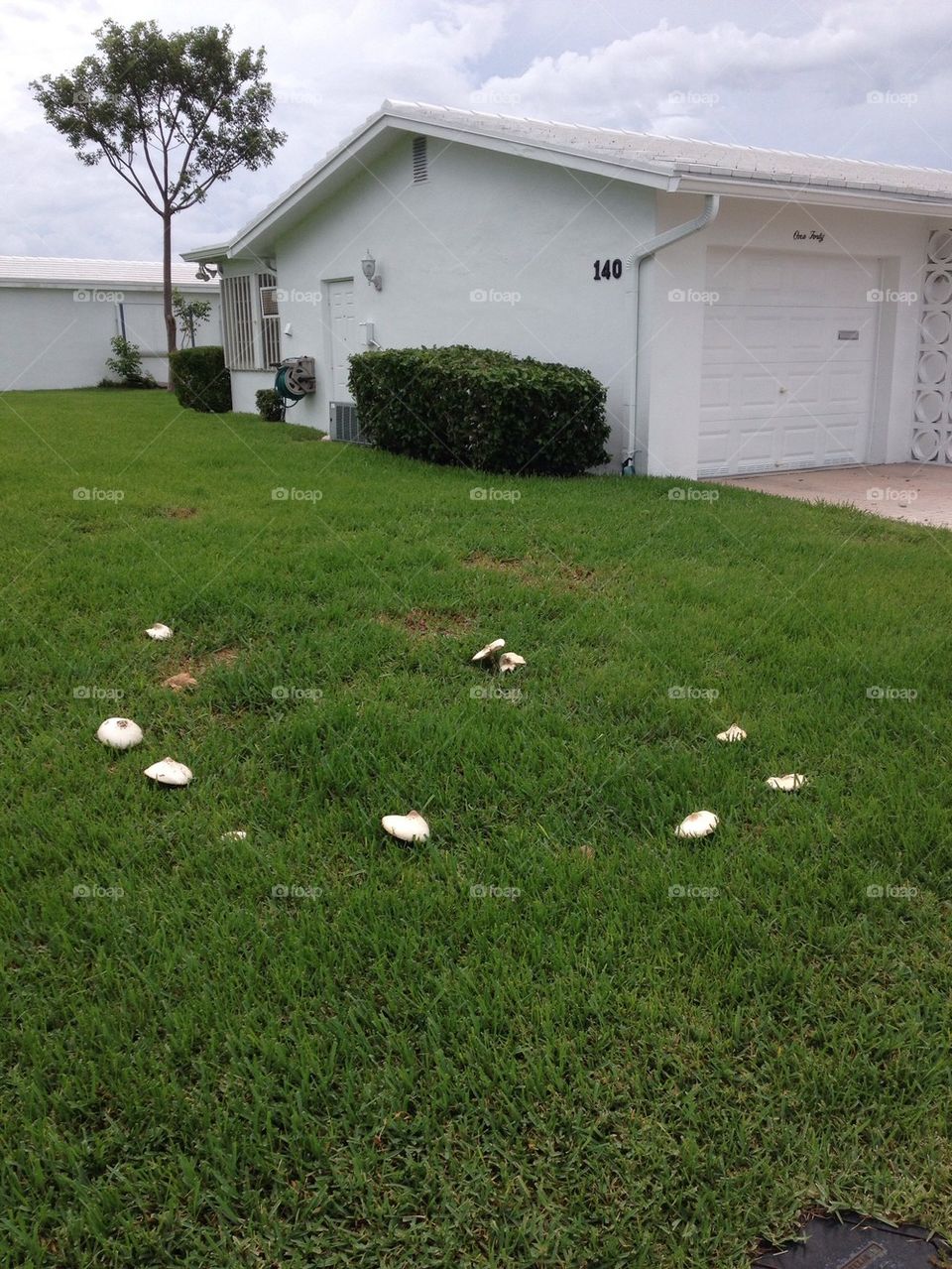 Mushroom Circle