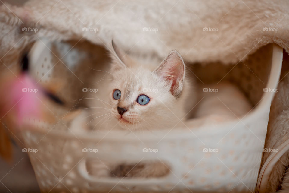 Little Tibet color-point kitten playing 