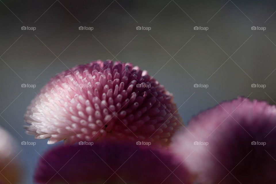 Close up of pink flowers 