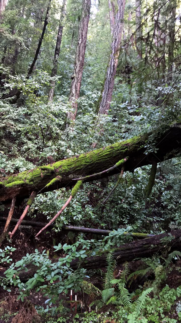 Fallen tree in a redwood forest