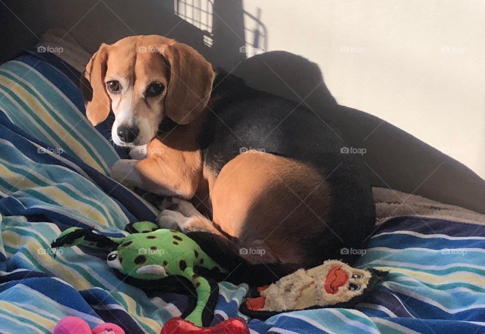 Fernie Dewdrop in her forever home