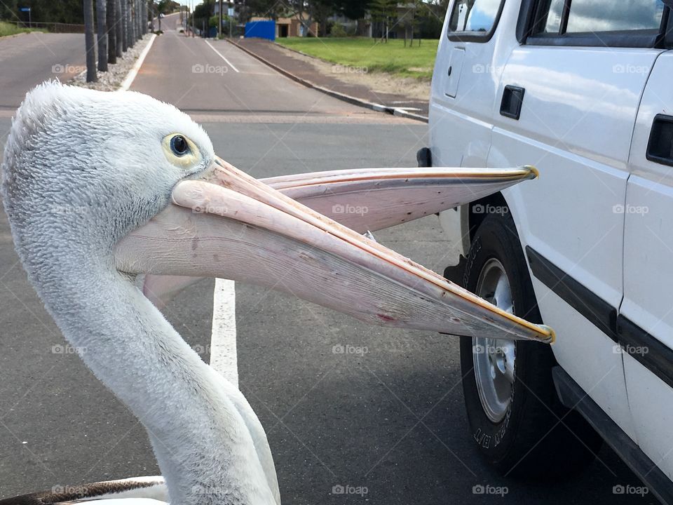 Two large Pelicans begging for food from
People in parked car at beach 