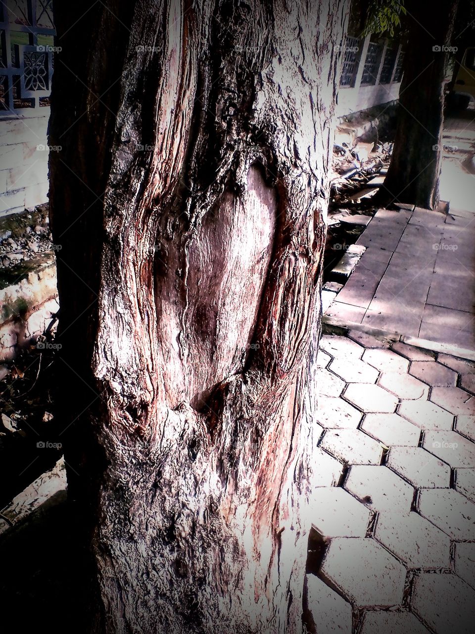 A wounded tree still leaves a large open incision.