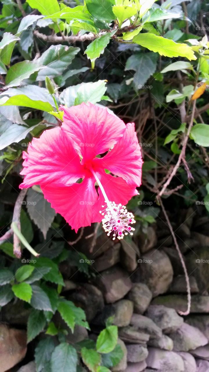 pink hibiscus