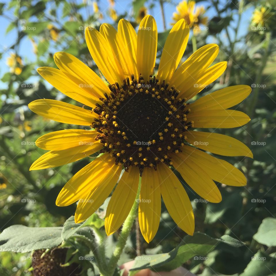 Sunflower